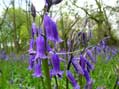Woodland flowers