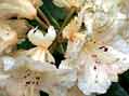 Rhododendrons at Dunge Valley Gardens