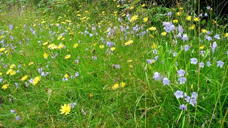 Wayside flowers at Hackfall, Grewelthorpe - North Yorkshire