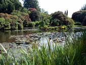 The lakeside is planted with rhododendrons