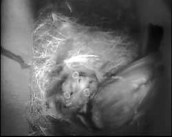 Three mouths open and another seven chicks in the nest.