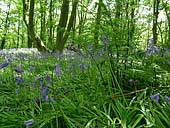 bluebells - Marbury Country Park - Cheshire