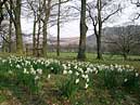 Daffodils -  Aira Point, Ullswater, Cumbria