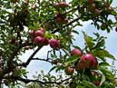 The apple orchard at Blickling Hall, Norfolk