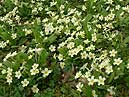 Primroses - Croome Park - Worcestershire