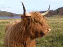 Highland cow - Loch Achray - Stirling