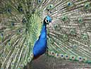 Peacock at Animal World - Moss Bank Park , Bolton, Lancashire