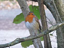 Robin (Erithacus rubecula)