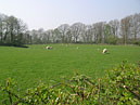 First signs of spring at Silverdale - Lancashire