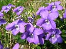 Wild violets at Silverdale - Lancashire 
