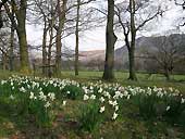 Daffodils -  Aira Point, Ullswater, Cumbria