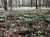 snowdrops at Attingham Park, Shrewsbury, Shropshire