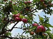 The apple orchard at Blickling Hall, Norfolk