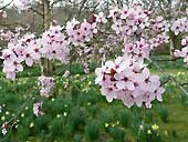 Cherry Plum Tree (Prunus Cerasifera) at Bodnant Garden, Conwy