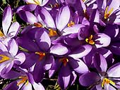crocuses