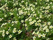 Primroses - Croome Park - Worcestershire