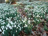 The 'Snowdrop Walk' at Chirk Castle - Wrexham