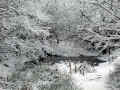 Winter pond in Healey Dell
