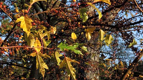 Autumn at Bodnant Garden - North Wales (OS Grid Ref. SH799722 Nearest Post Code LL28 5RE)