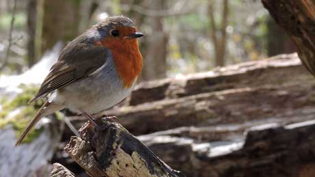 Robin at St. Fagans, Cardiff (OS Grid Ref. ST112773 Nearest Post Code CF5 6DP)