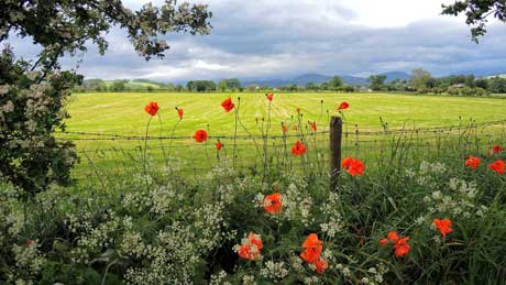 Wayside flowers in the Eden Valley, Cumbria (OS Grid Ref. NY502243 Nearest Post Code CA10 2LS)