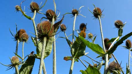 Wild teasels at Penmon Priory, Isle of Anglesey (OS Grid Ref. SH630806 Nearest Post Code LL58 8SP)