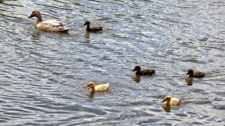 Ducklings at Broken Cross, Rudheath, on the Trent and Mersey Canal - Cheshire