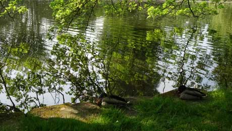 The pond at East Riddlesden Hall, Keighley, West Yorkshire (OS Grid Ref. SE077420 Nearest Post BD20 5EH)