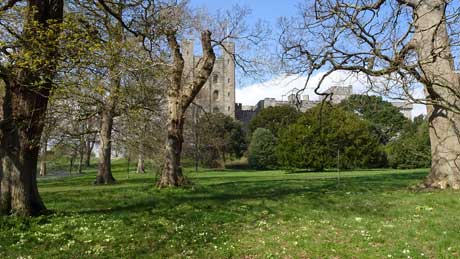 Penrhyn Castle and native primroses