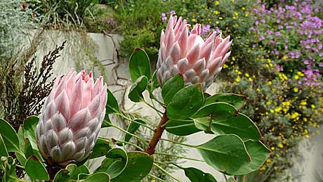 Protea plants in the Great Glasshouse