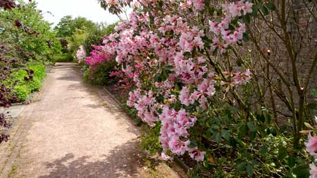 Herbaceous borders (rhododendron - 'Pink Gin')
